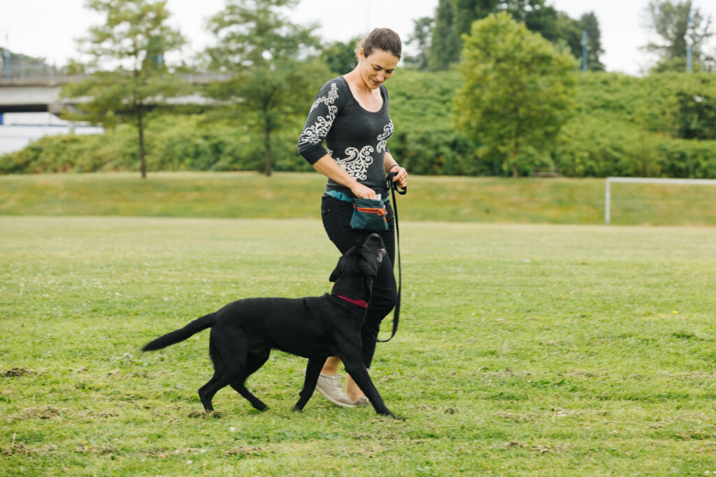 Dog trainer Jane Koopman training a black dog at a park in Vancouver