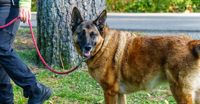 dog on leash with trainer at park