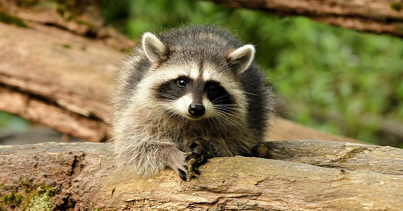 Raccoon in the wild looking at camera