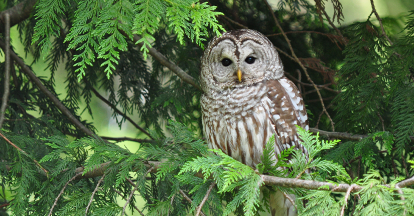 Barred owl in the wild