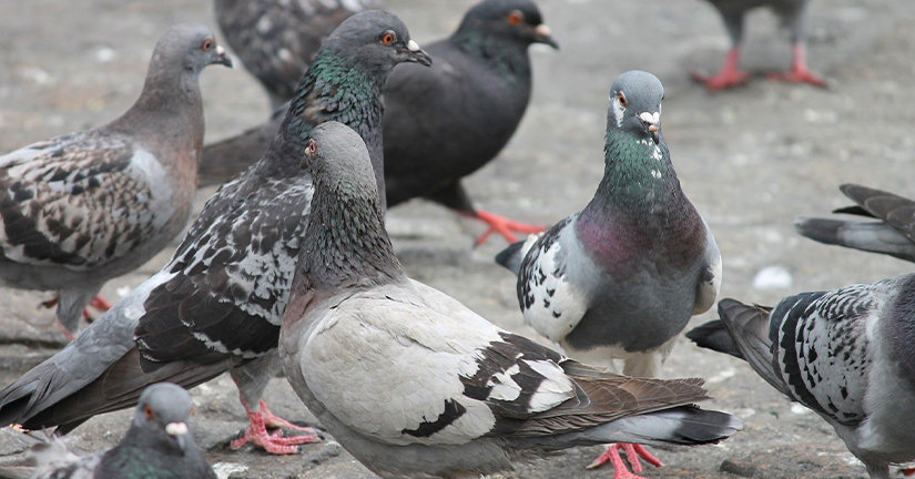 city pigeons