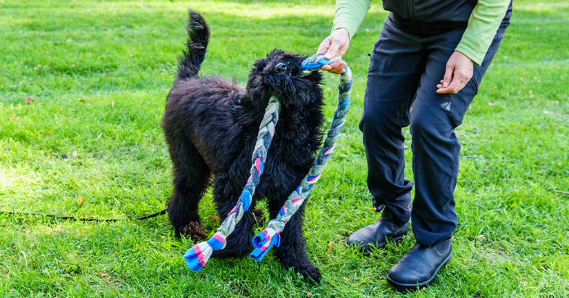 black dog playing with dog trainer outdoors