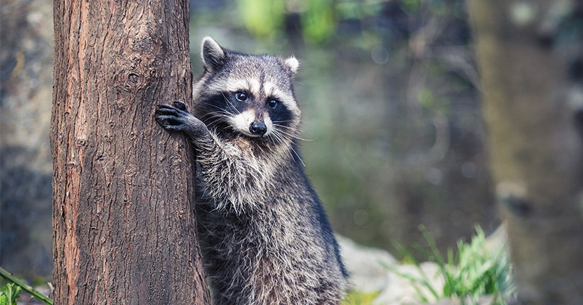 raccoon hugging tree