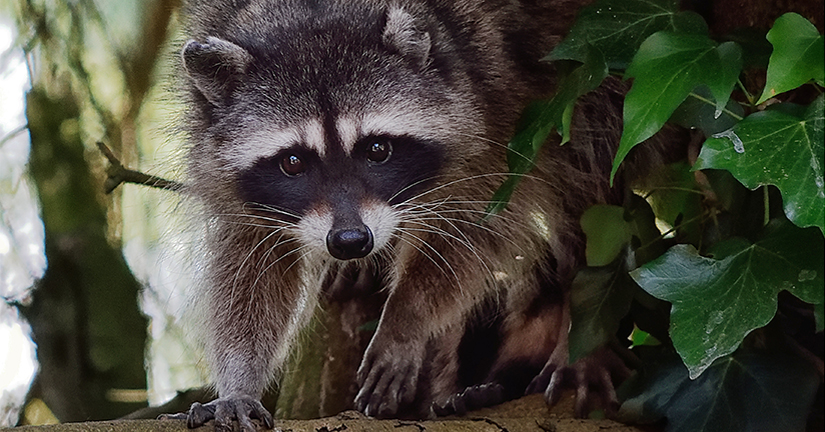 raccoon on tree