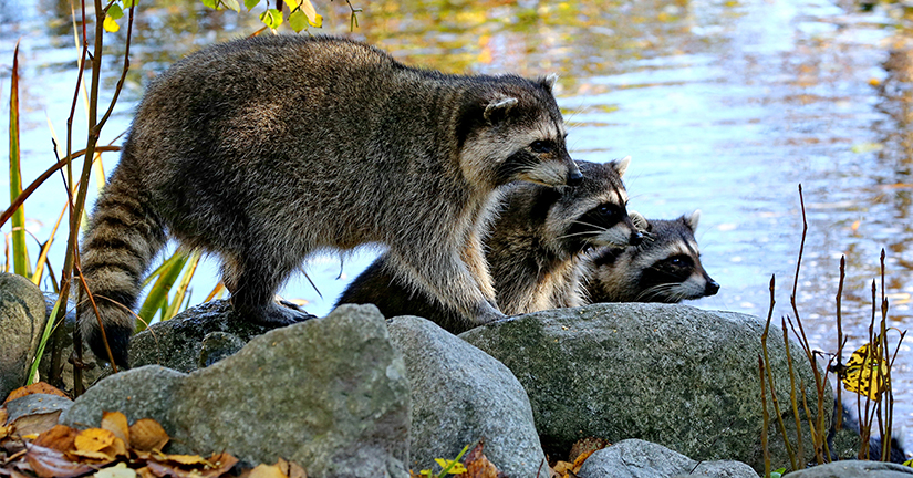 family of raccoons near pond