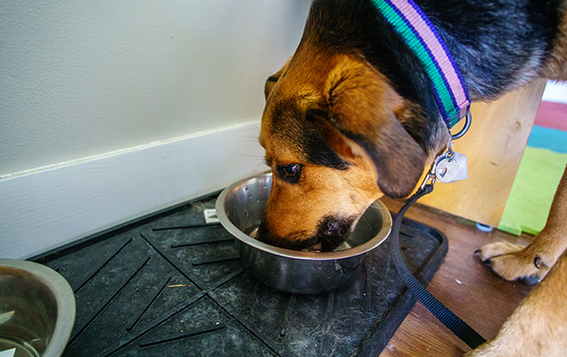 dog drinking water