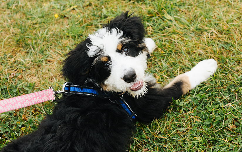 Bernadoodle puppy dog