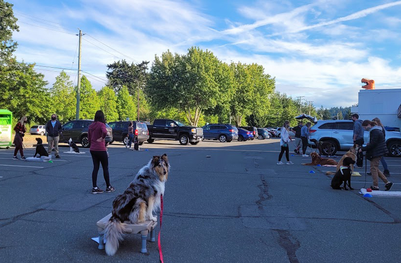 Ethical Canine-outdoor group training session