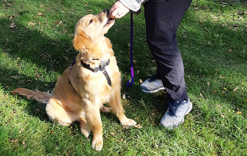 dog receiving treat from trainer