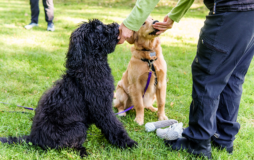 reward-based training with two dogs