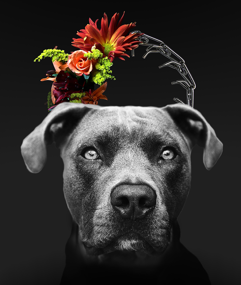 dog with prong collar and flowers crown