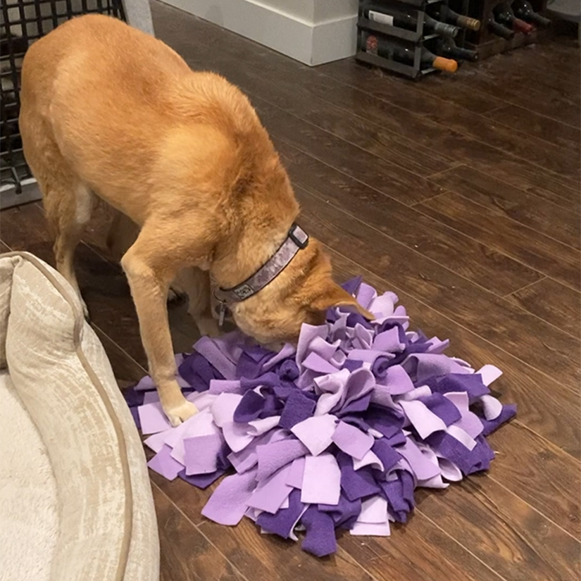 dog sniffing snuffle mat at Harmony Animal Training