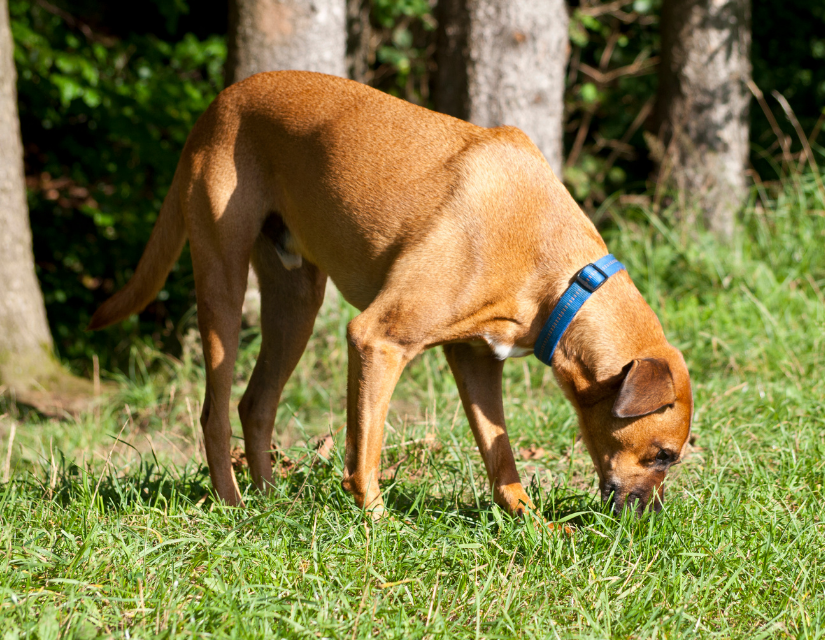 How Will Nosework Make My Dog Less Anxious? - College for Pets