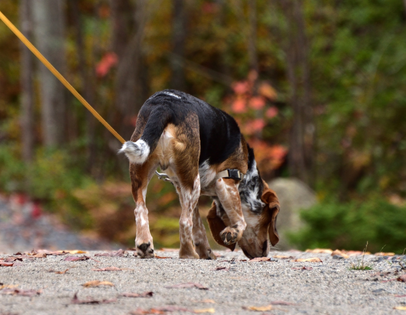 dog sniffing during daily walk