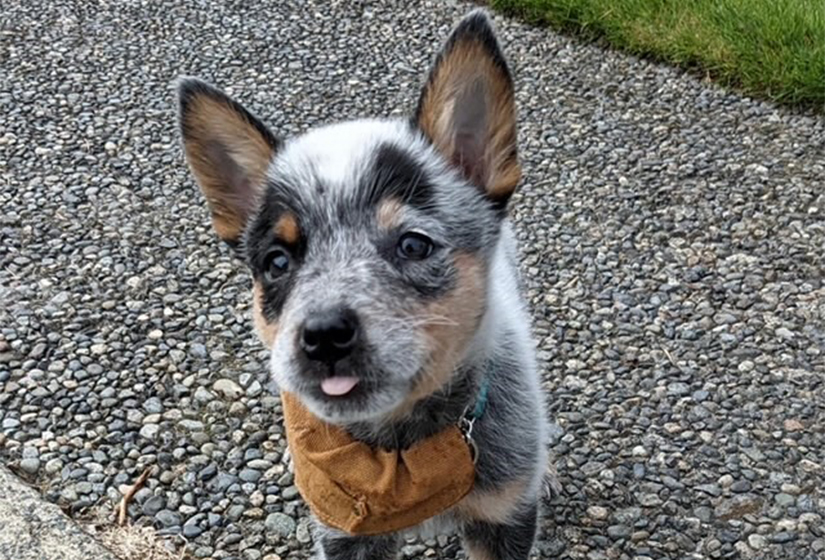 cattle dog Mr Groot