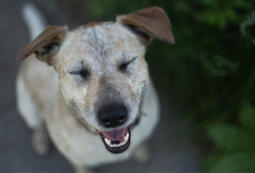 beige dog with squinty eyes