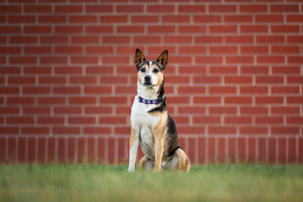 Vanessa Charbonneau dog Kaslo sitting with brick wall background