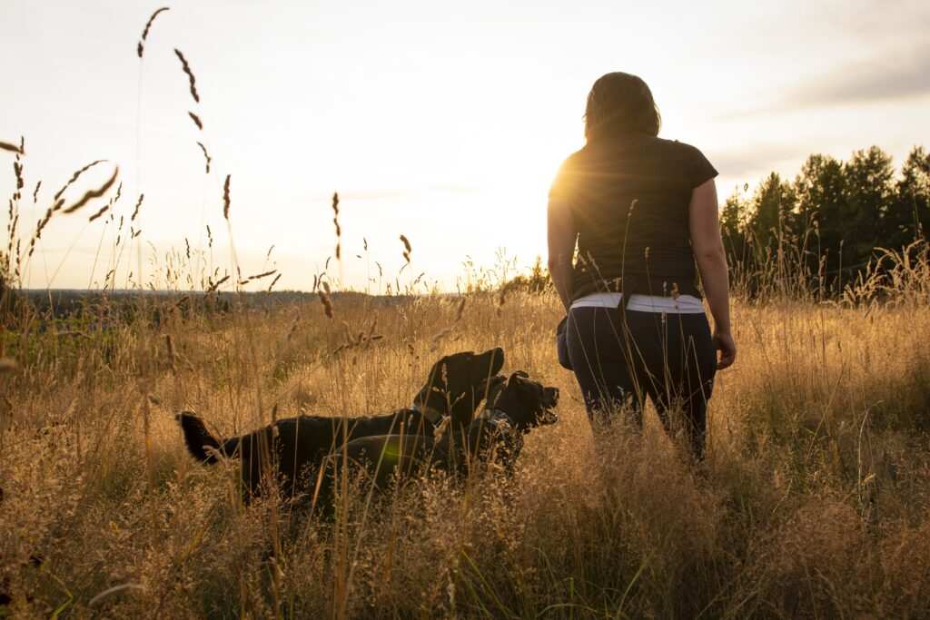 AnimalKind accredited trainer Amy Atkinson walking away with her dogs Staffy mix Midna and black Lab Archer under a beautiful sunset on a grassy field