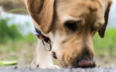 dog sniffing grass