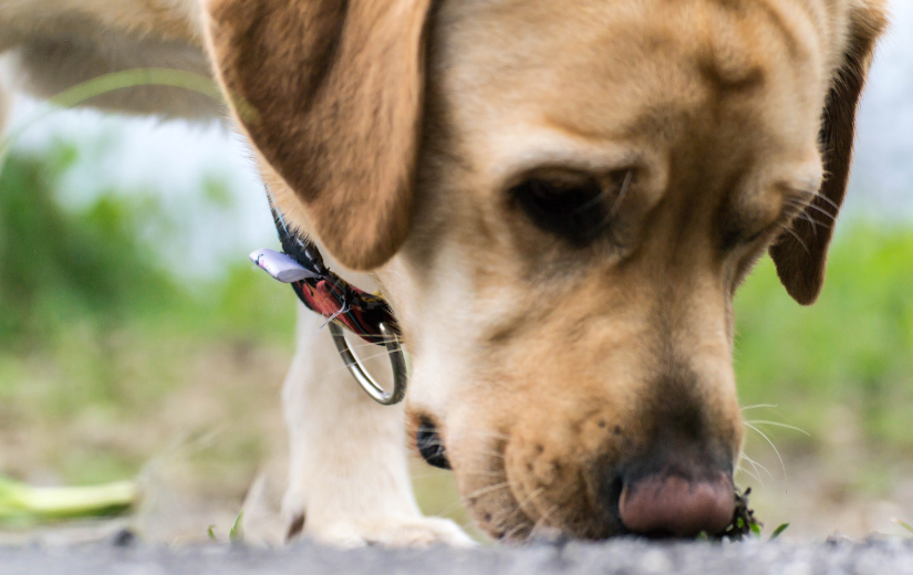 dog sniffing grass 