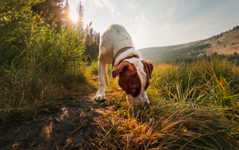 dog sniffing grass in the mountains with a sunset on the background