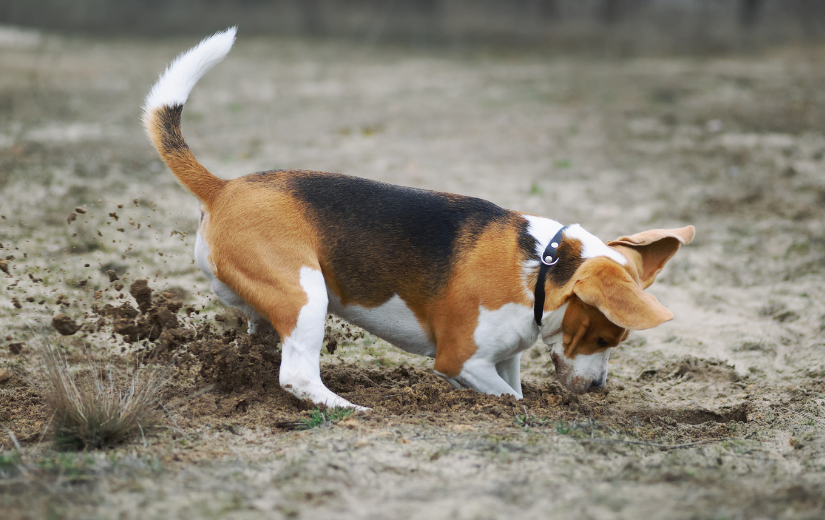 hound digging dirt while on walk