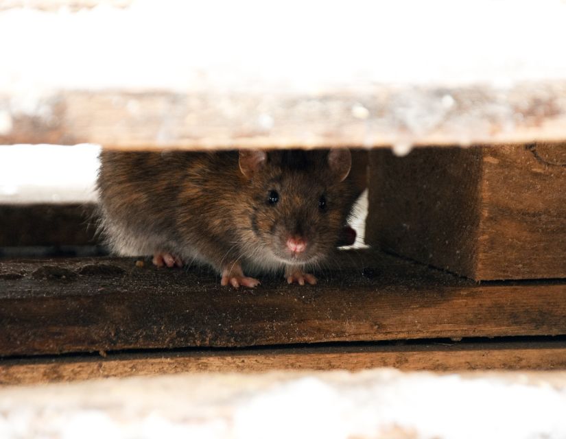 rat under deck