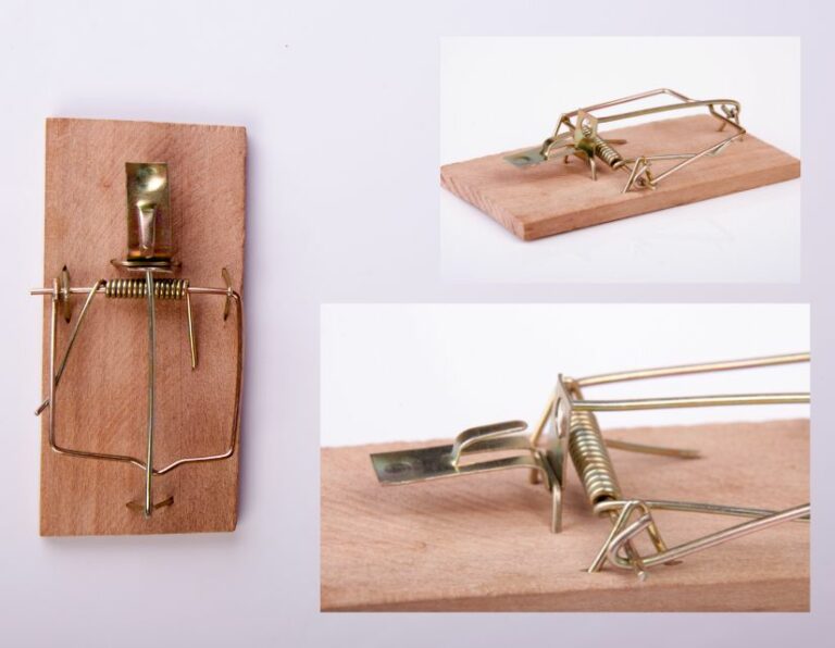 Not all snap traps are created equal how to choose humanely AnimalKind