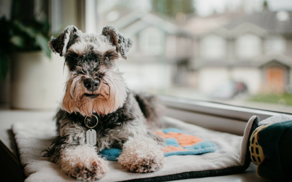 dog by window photo by Sandy Wei