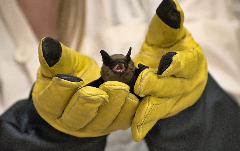 big brown bat held in gloved hands-humane bat removal