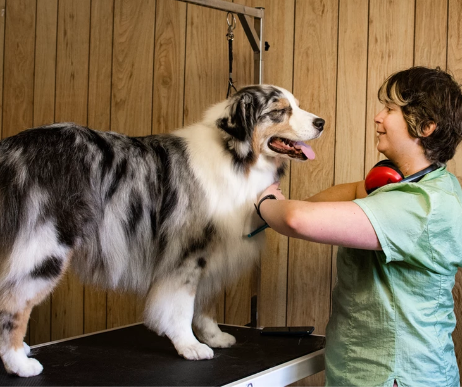 grooming course only by AnimalKind accredited trainer Amy Atkinson