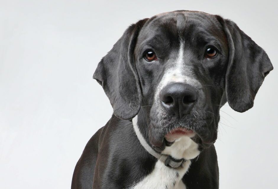 black mix dog looking at camera