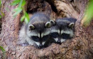 Baby raccoons-Photo by Hiro Hosono