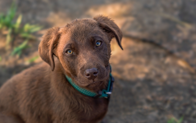 brown pup with green collar