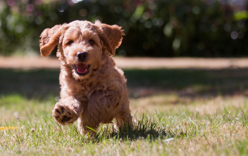 doodle pup running on a sunny day