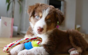 sherherd mix puppy with toy