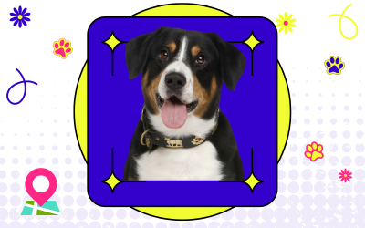 dog looking at you dog training
