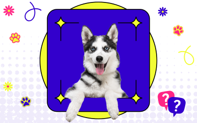 young malamute dog resting on a graphic frame in bright colours