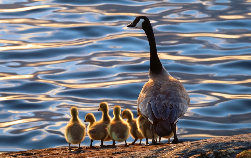 Mother canadian goose with ducklings photo by Emily Norton