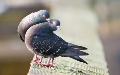 a couple of pigeons in a roof photo by Tracy Riddell