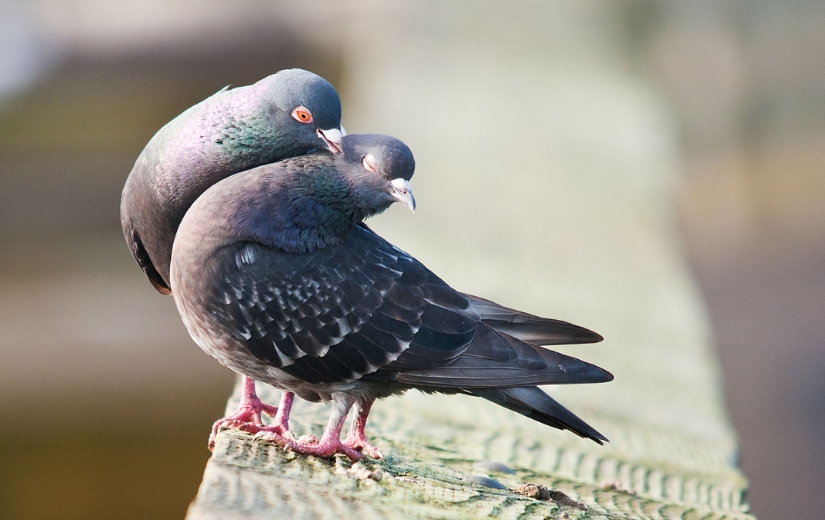 a couple of pigeons in a roof photo by Tracy Riddell