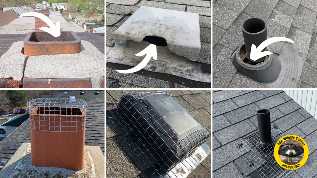 DIY Critter check critter detection chimneys vents pipes home maintenance