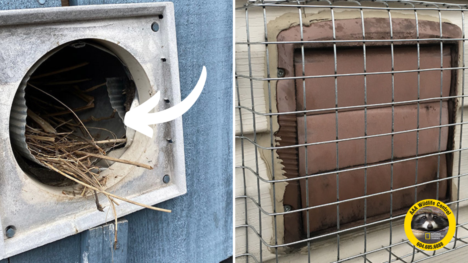 AAACritter check imagesdryer vents AnimalKind