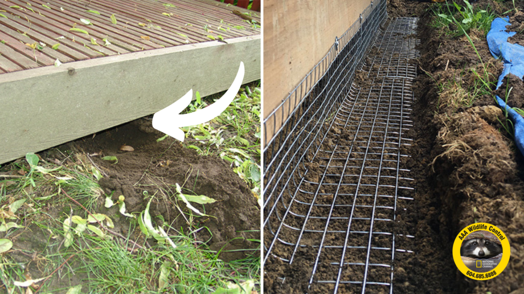 DIY critter check critter detection under house deck home maintenance