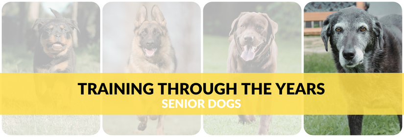 https://animalkind.ca/wp-content/uploads/AK-Aug-campaign-web-banner-senior-dogs-825-%C3%97-320-px.png