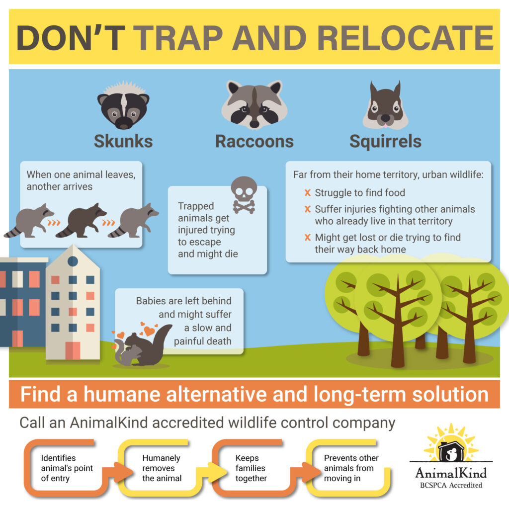 the-sad-result-of-trapping-and-relocating-wildlife-animalkind
