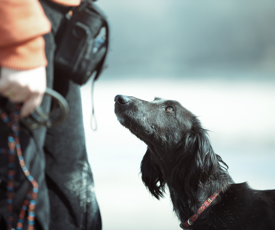 black dog looking up at trainer expecting treat