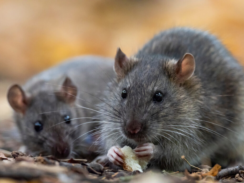 The secret lives of wild rats | AnimalKind