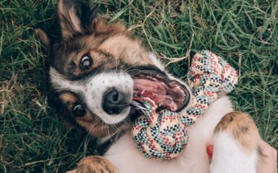 Adult dog with tug toy with mouth open