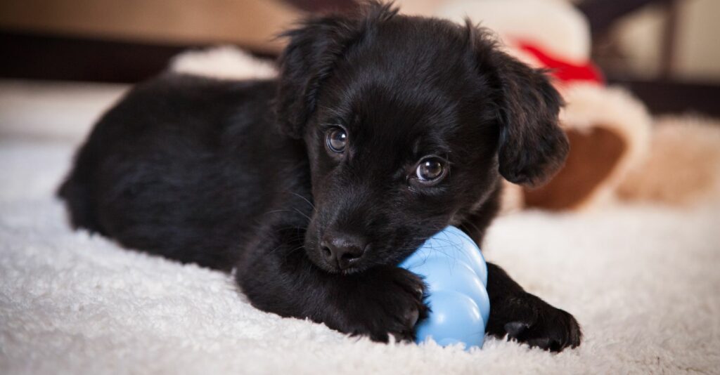 black puppy at home enjoying a Kong